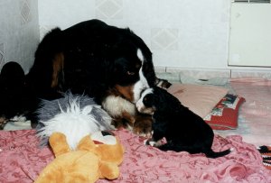 Ostine et T�ra